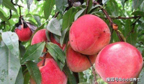 巢湖一中网课蜜桃吃瓜,揭秘校园生活趣味瞬间