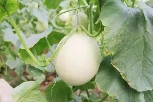 定西网红吃瓜事件