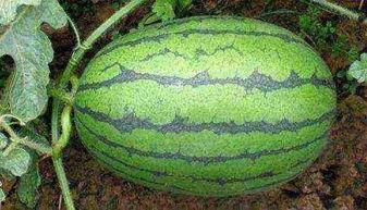 24小时吃瓜黑料官网,独家爆料，热点追踪