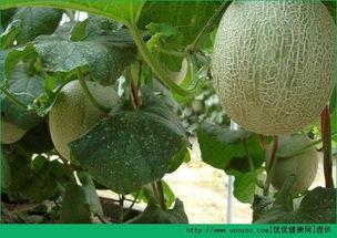 吃各种网红哈密瓜会胖吗,吃多真的会胖吗？