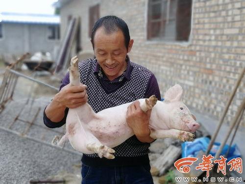 养猪视频网红吃瓜,趣味横生引网友热议