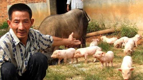 养猪视频网红吃瓜,趣味横生引网友热议
