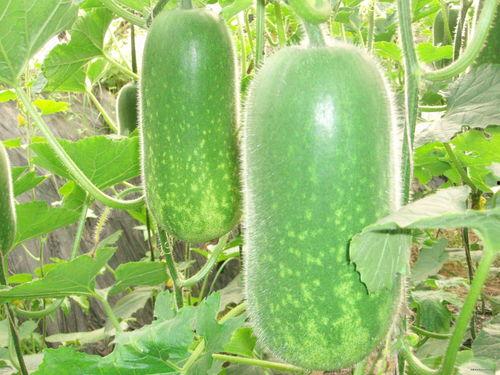 蕃瓜吃瓜网,揭秘美食分享新潮流