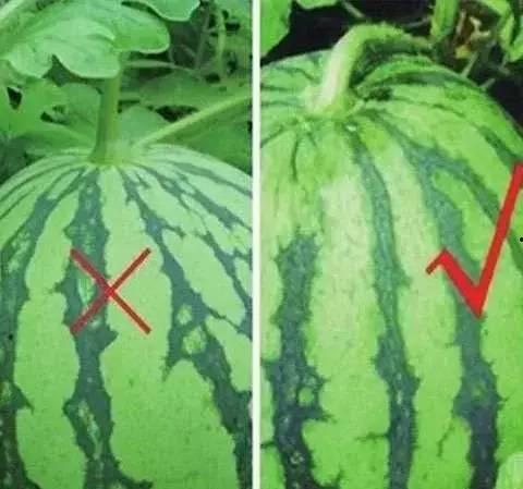 吃瓜头像花瓣网,捕捉潮流瞬间的花瓣印记