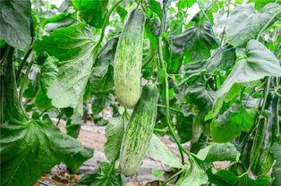 网红吃瓜网站是哪个,网红吃瓜网站背后的热门秘密