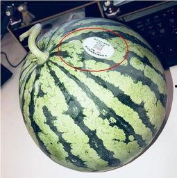 网红吃瓜图片大全,盘点那些让人捧腹大笑的搞笑瞬间