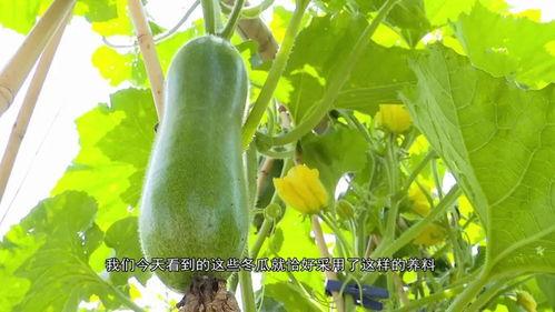 吃瓜集合网,网络舆论场中的“瓜田”盛景