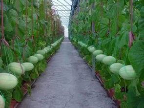 网红吃瓜群靠什么盈利,揭秘其盈利之道