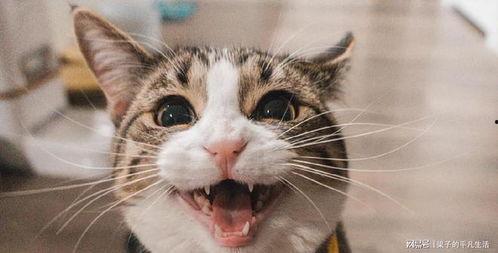 网红喵喵球吃瓜的关键词