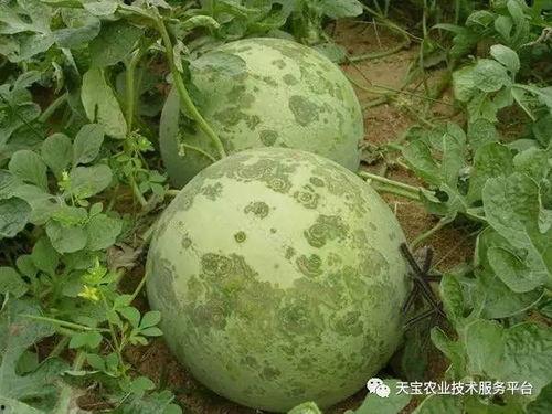 吃瓜51官网朝阳,热门话题背后的真相与趣味