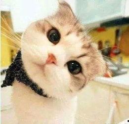 红领巾吃瓜网柚子猫,柚子猫带你领略网络世界的趣味与智慧