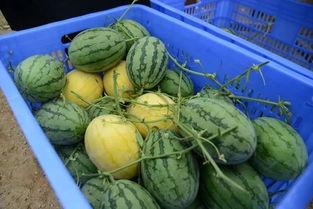 dy网红吃瓜群,揭秘娱乐圈幕后故事