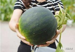 dy网红吃瓜群,揭秘娱乐圈幕后故事