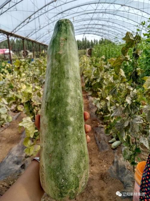 农林吃瓜百度网盘,揭秘百度网盘的绿色生态之旅