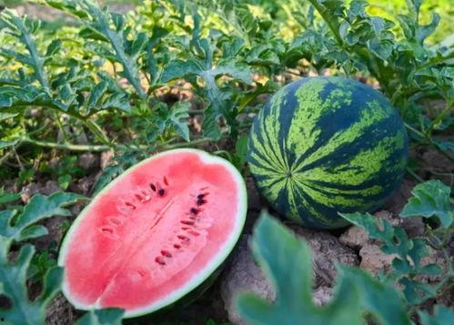 河南搞笑网红吃瓜事件,一场网络狂欢背后的笑与泪