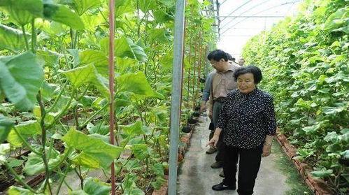 网红吃瓜塌房视频真实吗,揭秘真相与谣言的交织