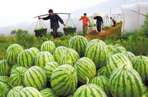 瓜农吃瓜网今日吃瓜,今日吃瓜大揭秘，热点事件一网打尽