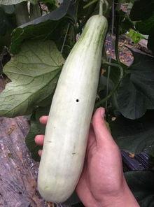 网红吃瓜最新视频大全,最新视频大盘点，笑料百出，精彩纷呈！