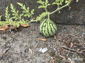 网红吃瓜群黑历史