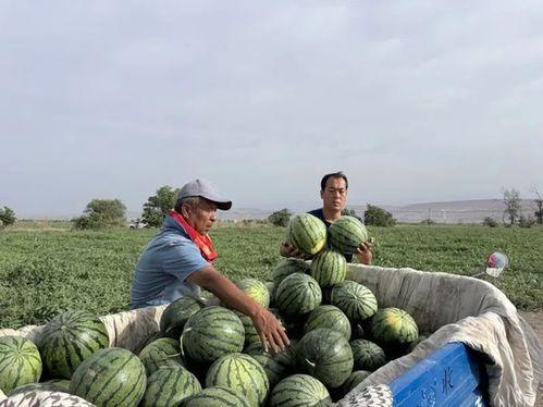 缅北吃瓜网,吃瓜网带你探秘缅北热点事件