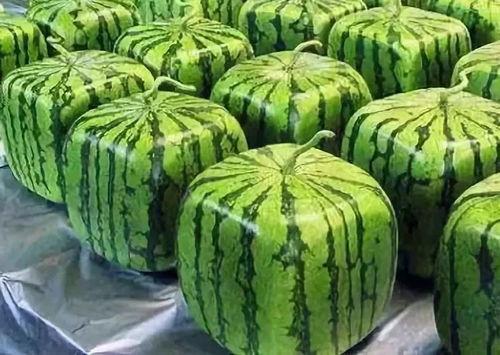 黑瓜吃料网官网入口,探索美食之源，尽享美味人生