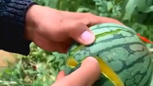 吃瓜网是黄色吗