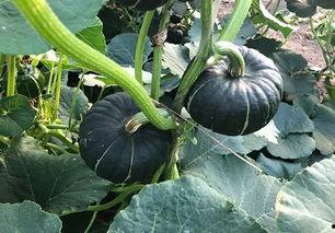 吃日本瓜的网红有哪些,盘点那些吃日本瓜的网红达人