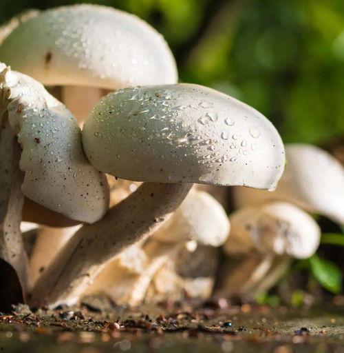 蘑菇吃瓜网黑料国产51