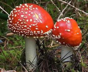 蘑菇吃瓜网黑料国产51