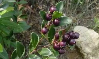 网红野果小月瓜怎么吃,解锁美味新食尚的秘籍