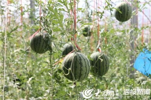 宜春网红吃瓜事件视频,揭秘网络热议背后的真相