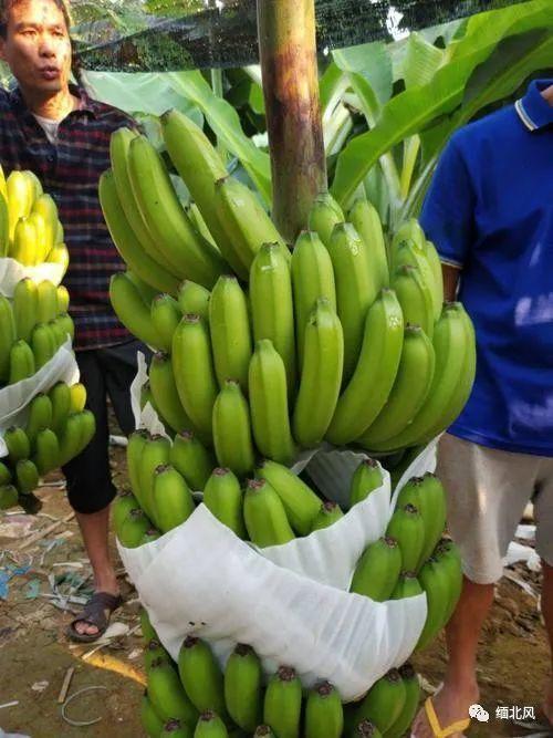 缅甸北部吃瓜网,吃瓜网带你探秘神秘边境生活