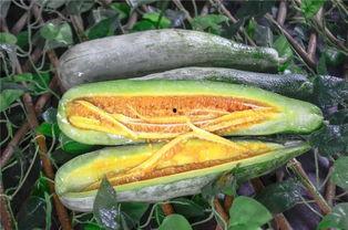 网爆网红吃瓜图片高清