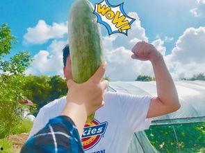 网红老师吃瓜图片大全