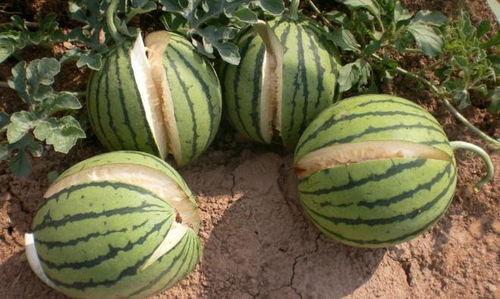 吃瓜网43198点赞数,揭秘热门话题背后的秘密