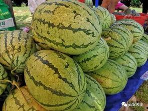 怎么打开吃瓜网,轻松打开吃瓜网，尽享娱乐资讯盛宴！