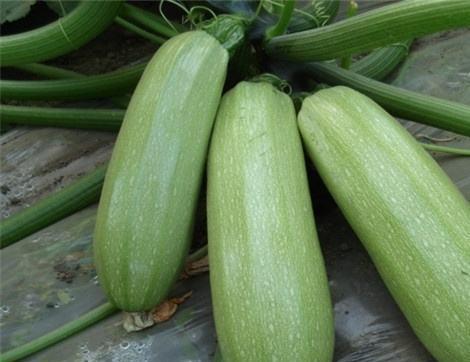 吃瓜情报处网红