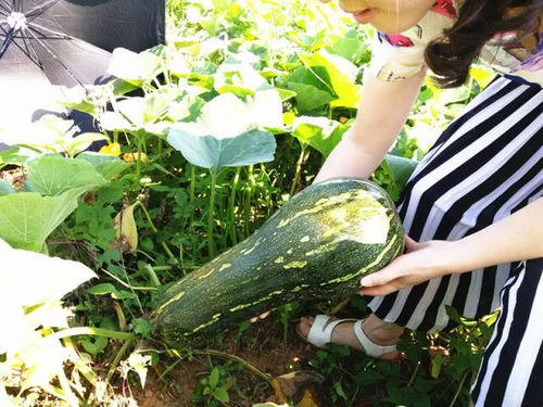 吃瓜情报处网红