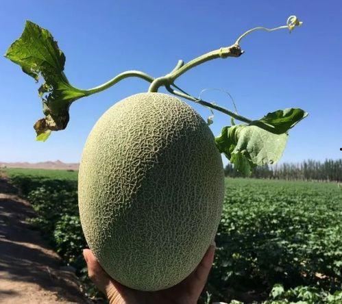 吃哈密瓜网买一送一,买一送一，尽享甜蜜优惠