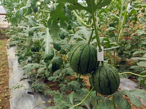 吃瓜网 免费吃瓜 51