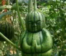 富县网红吃瓜事件真相,真相背后的网络狂欢与反思